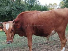 Бычок 2 года максимум 60 кг 40 тысяч рублей без торга 
