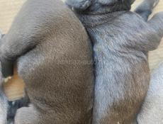 бронь коне корсо