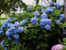Продаются туи по 350 р  И гортензии, цвет малиновый и синий по 250 р  Звонить или писать на ватсап 7752026