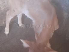 Продаётся телёнок 
