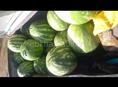 Вкусный арбуз по 30