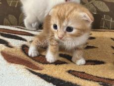 Продаются котята вислоухие