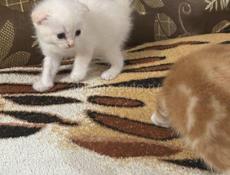 Продаются котята вислоухие