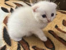 Продаются котята вислоухие