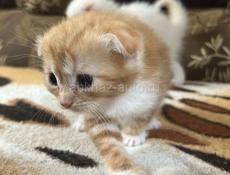 Продаются котята вислоухие