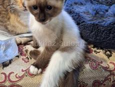 Пропала кошка