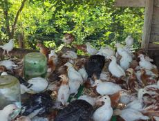 Продаю цыплята им месяц и месяц и 23 дня