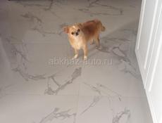 Продам в хорошие руки🙏,не дорого. Сабаке 4 месяца, все прививки и документы есть