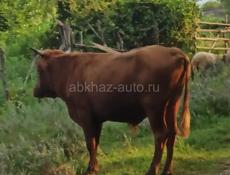 Продаётся бык 