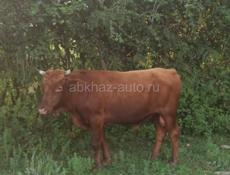 Продаётся бык 