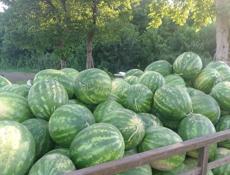 Продается арбуз