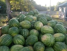 Продается арбуз