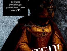 Девочка ротвейлер 