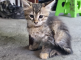 ОТДАМ КОТЯТ