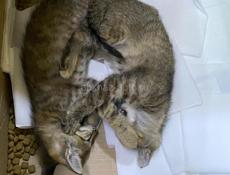 ОТДАМ КОТЯТ