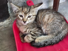 ОТДАМ КОТЯТ