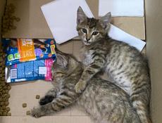 ОТДАМ КОТЯТ