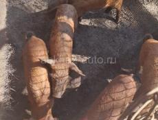 Молочные поросята 