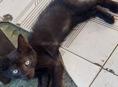 Отдадим котят в хорошие руки