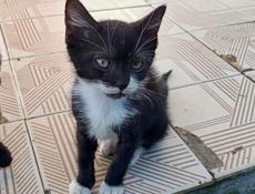 Отдадим котят в хорошие руки