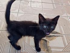 Отдадим котят в хорошие руки