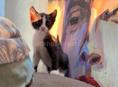 Котенок крысолов!
