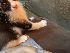 Котенок крысолов!