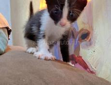 Котенок крысолов!