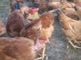 Куры и петухи 🐔 
