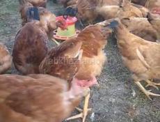Куры и петухи 🐔 