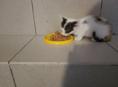 Котёнок ищет дом