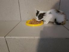 Котёнок ищет дом