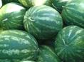 Арбуз 🍉