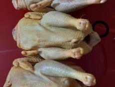 Куры свежие домашные