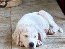 Отдаем девочку щенка в добрые руки❤️