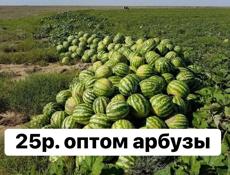 Арбуз сладкий как мед только что собранный от 3 до 8 кг по 25 за килограмм.. около двух тонн ….Село Адзюбжа номер хозяйна +7 (940) 916-98-77