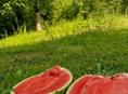 Арбуз 🍉 по 25р 