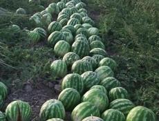 Арбуз 🍉 по 25р 