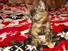 Котята домашние отдаем