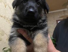 Немецкая овчарка