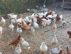 Продам цыплят