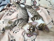 Котенок с грустными глазками