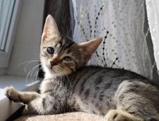 Котенок с грустными глазками