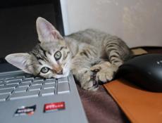 Котенок с грустными глазками
