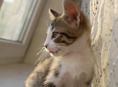 Котенок с макияжем