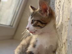 Котенок с макияжем