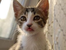 Котенок с макияжем