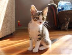 Котенок с макияжем
