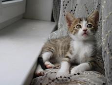 Котенок с макияжем