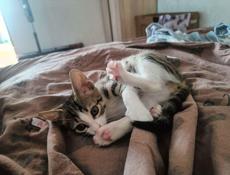 Котенок с макияжем